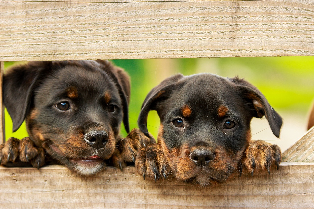 Two cute black puppies looking into the camera