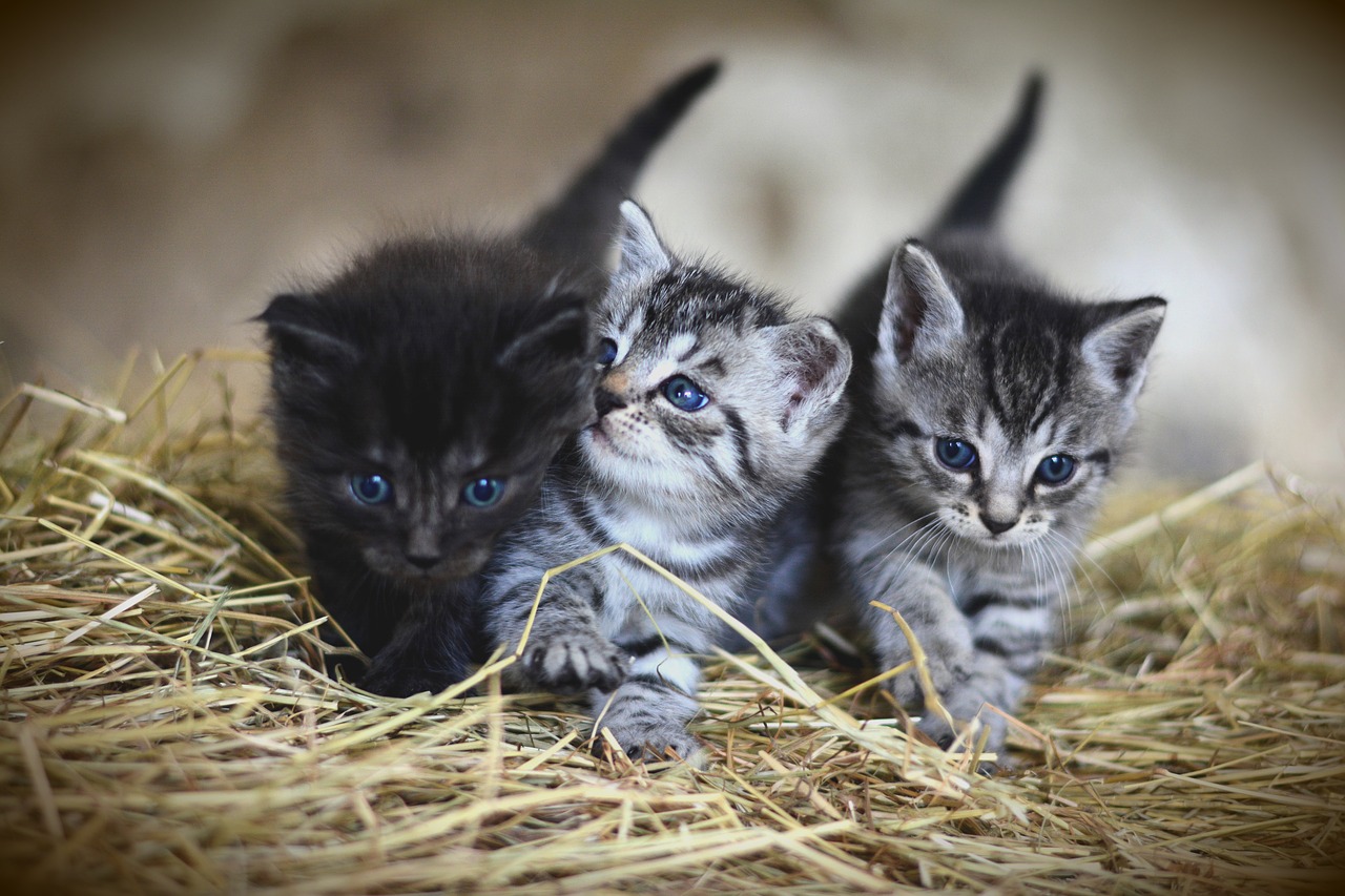 Three adorable baby kitties with blue eyes.
